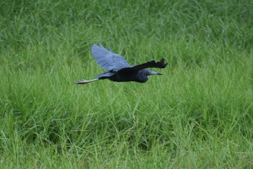 juliebutera's tweet photo. #BayouSegnetteStatePark #BayouSegnette #Louisiana #Southern #Wildlife #NaturePhotography #Birds #Birdwatching #Nikon #MyPics #Swamp #Marshes https://t.co/DdvXelcSCJ