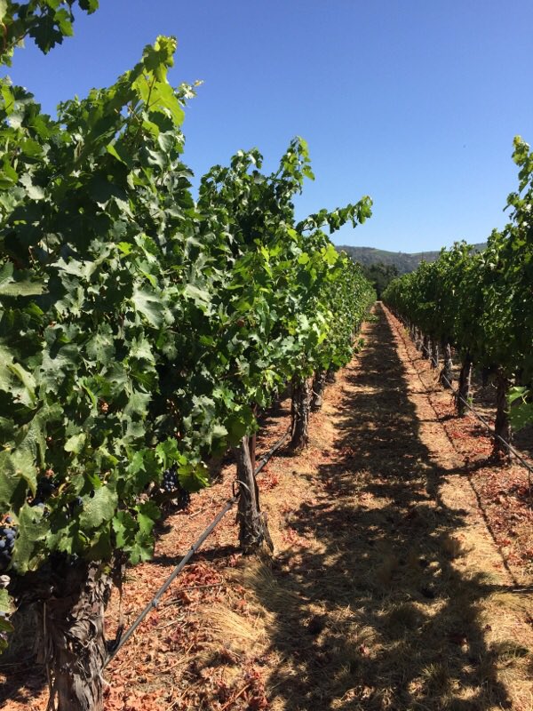 EastonMichael (@eastonmichael1) on Twitter photo Fun day in the vineyard checking fruit development. Dad calls it "kick'n the dirt" as it fun time to spend together. <a href="/FWCTasting/">Family Winemakers</a> <a href="/chefsymon/">michael symon</a> Fun day in the vineyard checking fruit development. Dad calls it "kick'n the dirt" as it fun time to spend together. <a href="/FWCTasting/">Family Winemakers</a> <a href="/chefsymon/">michael symon</a>