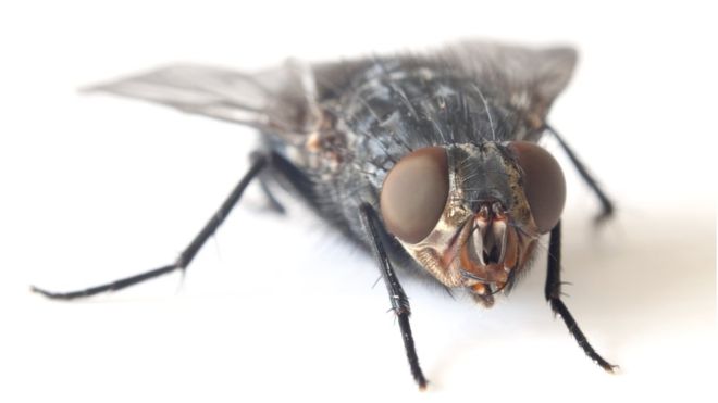 IdeasThatCompel's tweet image. Why is it so hard to swat a fly? bbc.com/news/science-e…