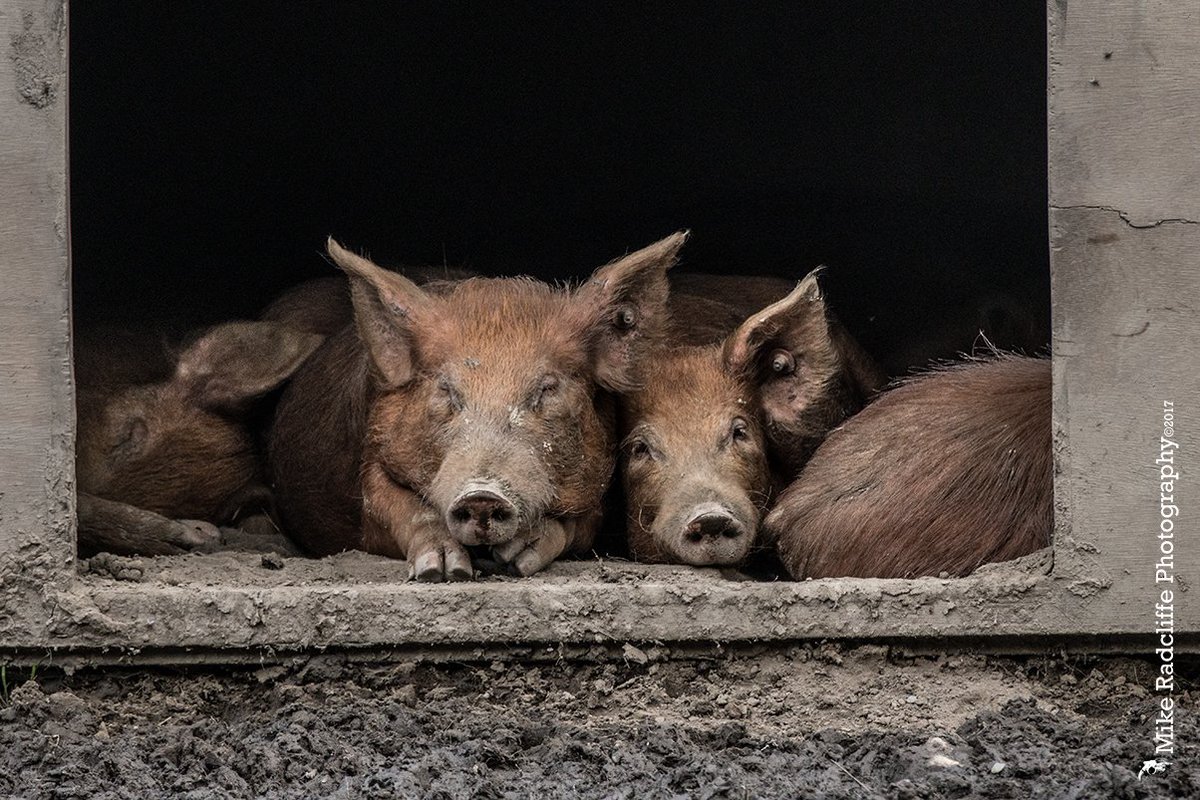 'Contentment' Resting #Tamworth #pigs @CloseLeeceFarm #manxproduce #isleofman @ManxNFU @iomfoodanddrink #buymanx #ashappyas