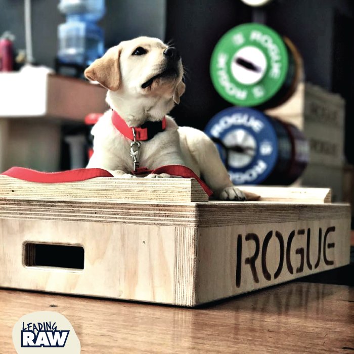 LeadingRAW's tweet photo. #gymdog #crossfitdog #healthydog #activedog #LeadingRAW #rawfood #rawfeeder #doghealth #wolfpack #RAWtribe
📸 : https://t.co/ckt6bCfrEn https://t.co/wC5KiXgj5Y