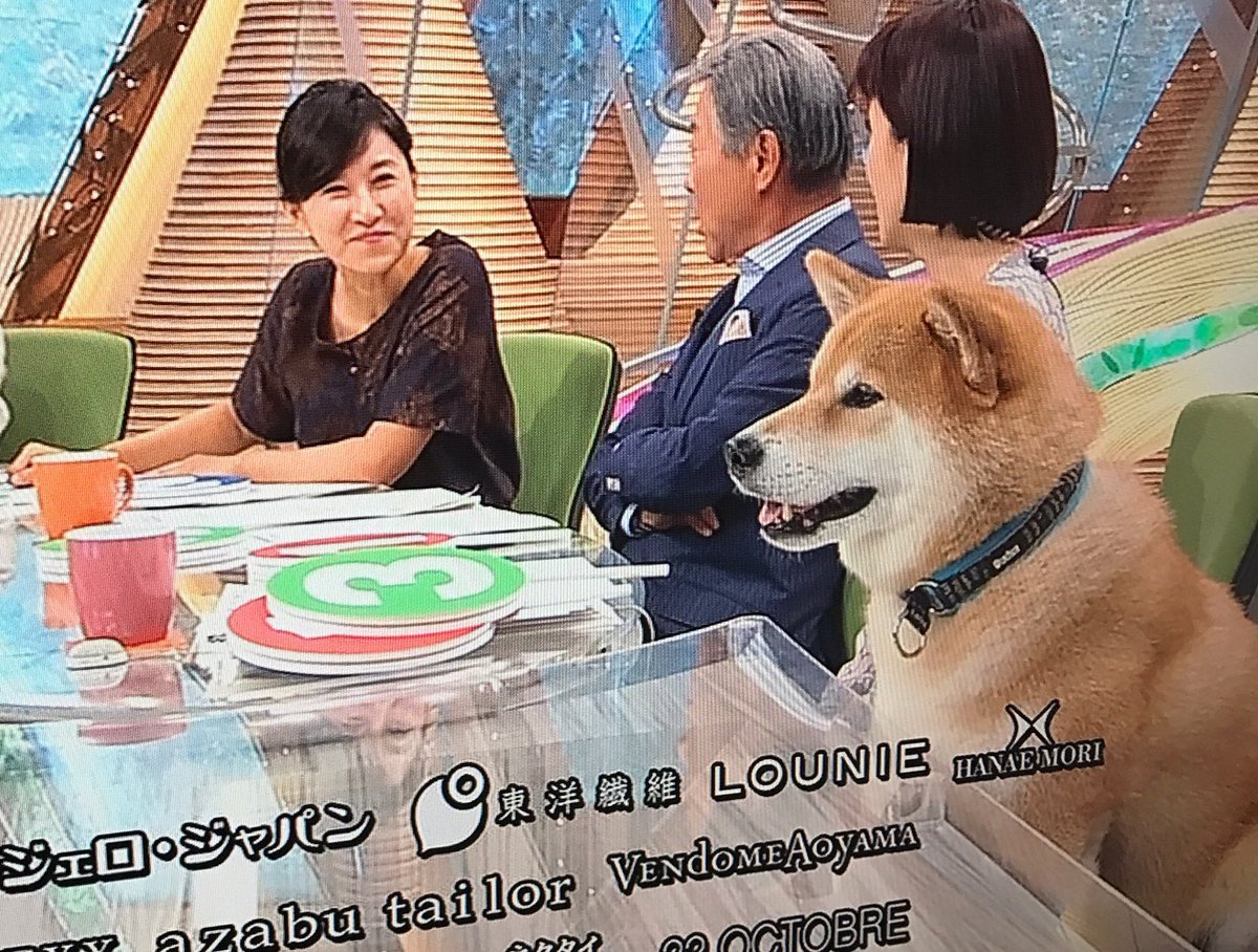 世界一有名な柴犬まる とくダネ のコメンテーターになって視聴者と出演者をメロメロにする Togetter