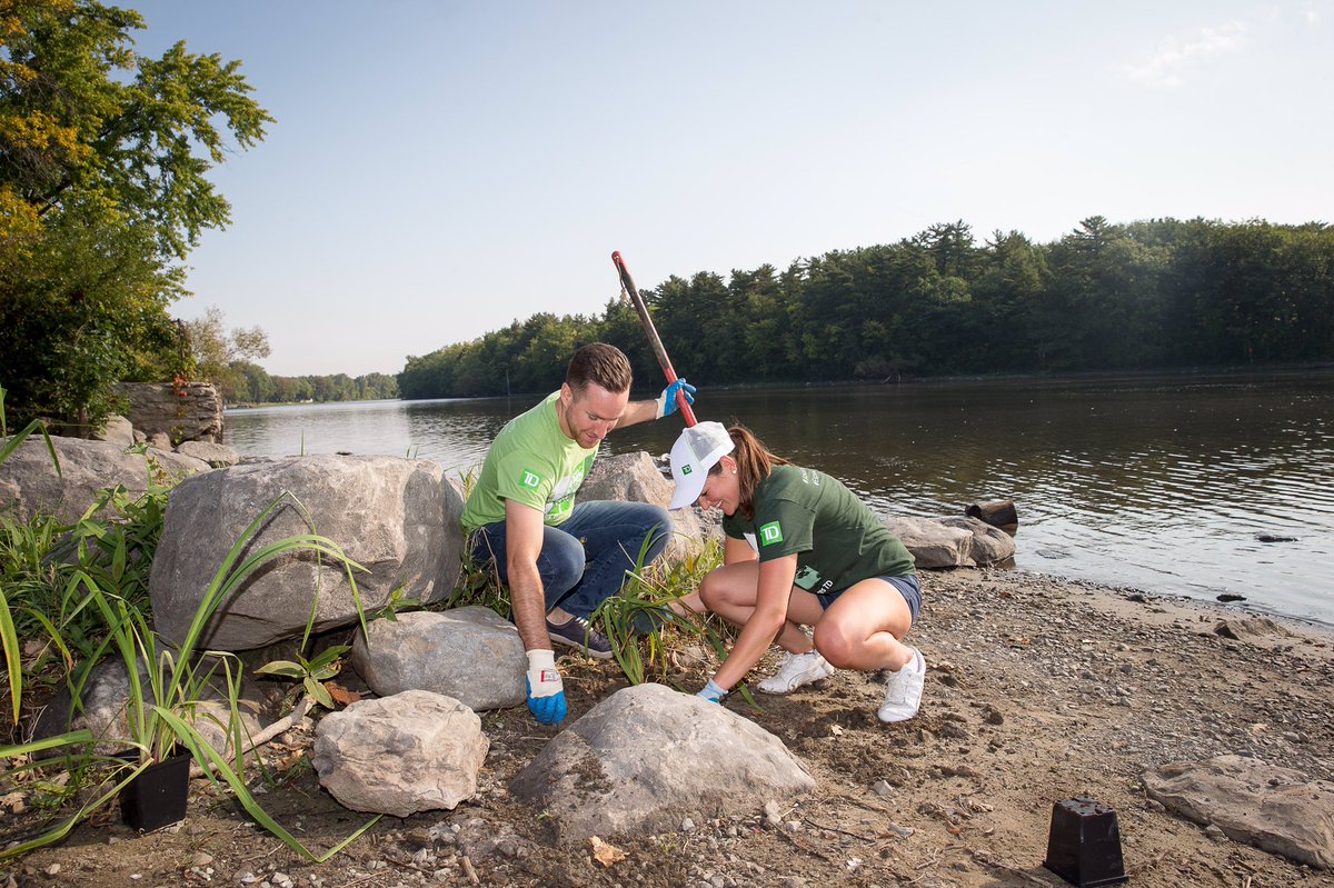 TD Tree Planting day! Thanks to the volunteers that helped us give back - 300 times over! 🌲🌲#TDCommonground <a href="/Banque_TD/">TD (Canada)</a> <a href="/TD_Canada/">TD (Canada)</a>