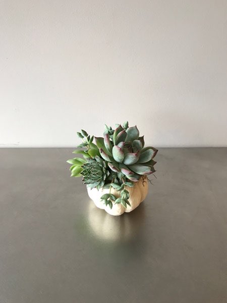 Making this cute succulent #pumpkin is easier than you think! Find out how: laviedebrie.com/2017/09/15/diy… #diy #succulents