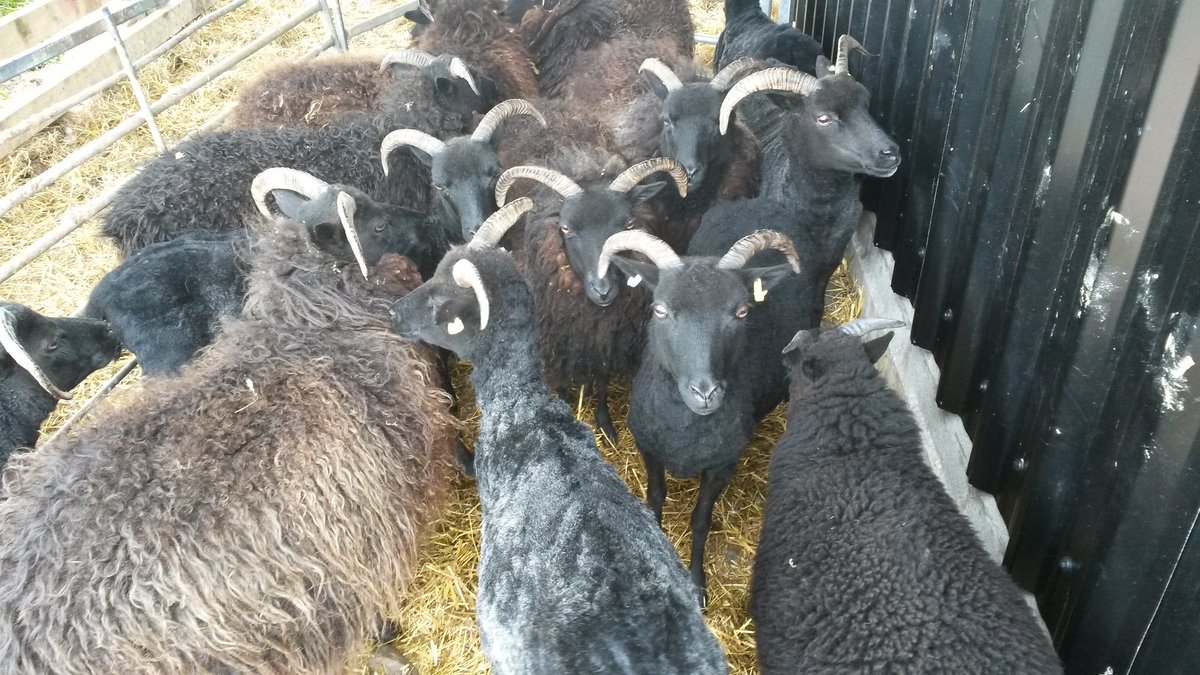 These were the ewes in for shearing back in July. think they were glad to lose their heavy coats!