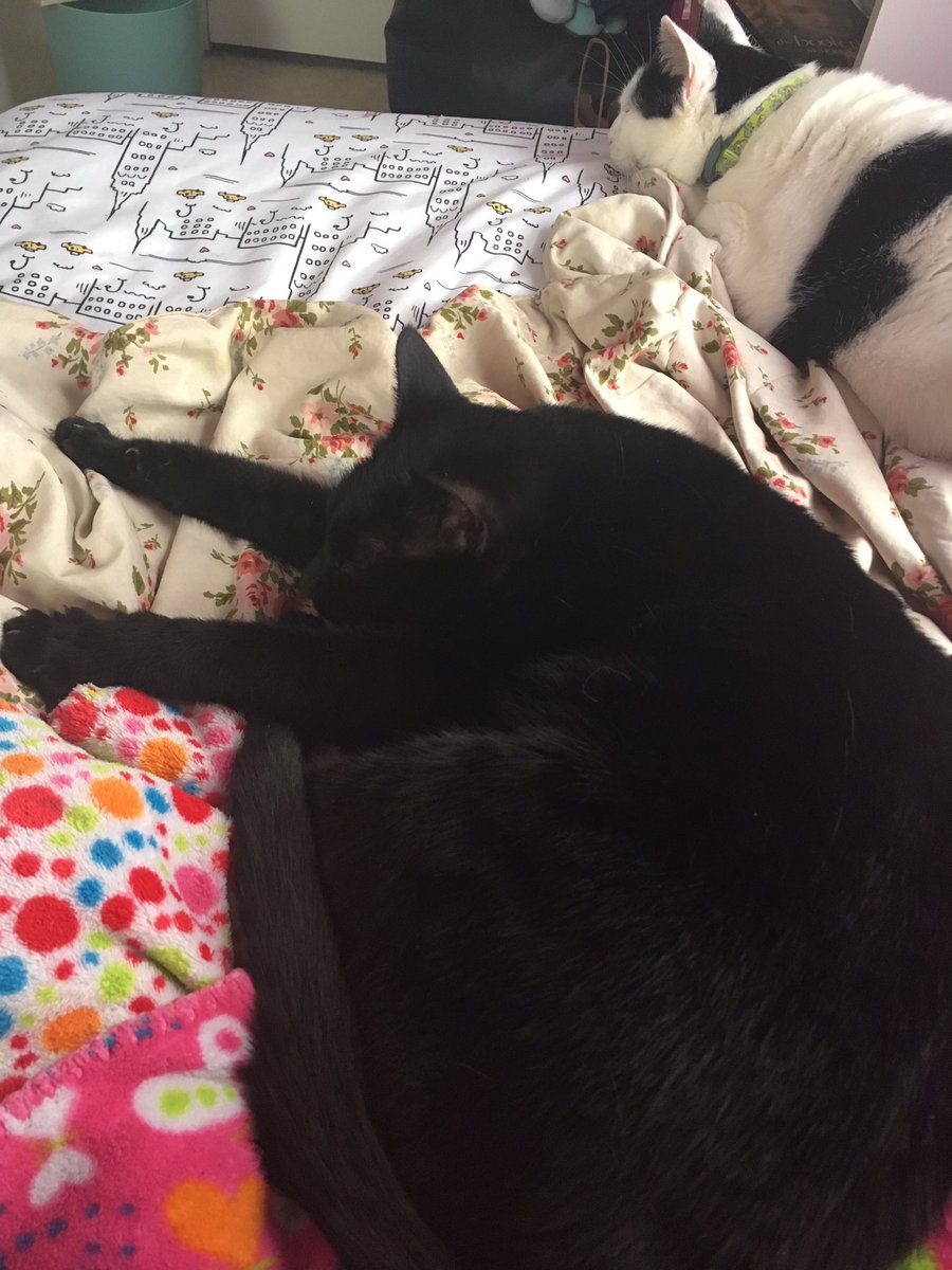 realSpookyStarr's tweet photo. Sleepy girls! #cats #blackcats #catsoftwitter #caturday #catlife https://t.co/S6HTV8aGaD
