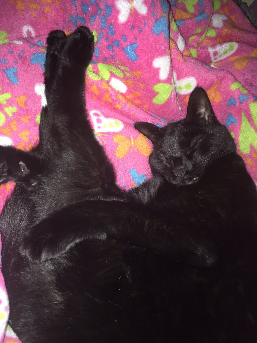 realSpookyStarr's tweet photo. Sleepy girls! #cats #blackcats #catsoftwitter #caturday #catlife https://t.co/S6HTV8aGaD