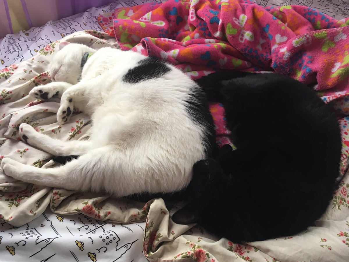 realSpookyStarr's tweet photo. My girls #cats #blackcat #CatsofTwitter #catlife #caturday https://t.co/FT6aYa2DxF