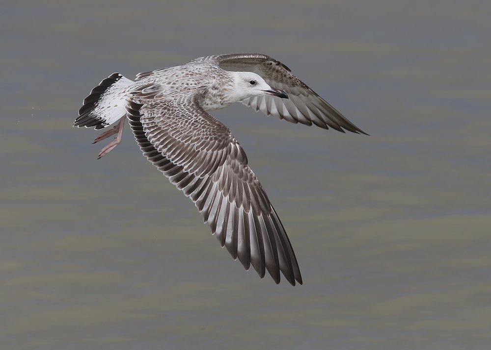 saloplarus's tweet photo. I've been missing pics like these... another awesome Kentish #CaspianGull set by @Ocd_Mick
https://t.co/D54suu3wfG https://t.co/kZ8TGGAcgS