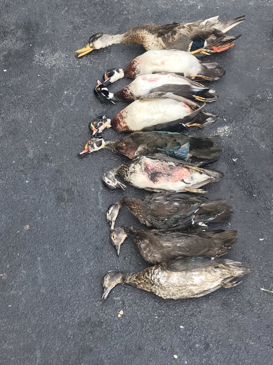 Upstatehunters's tweet photo. The salmon are running the ducks are flying, it's that time of year https://t.co/2D7AYlxp4e