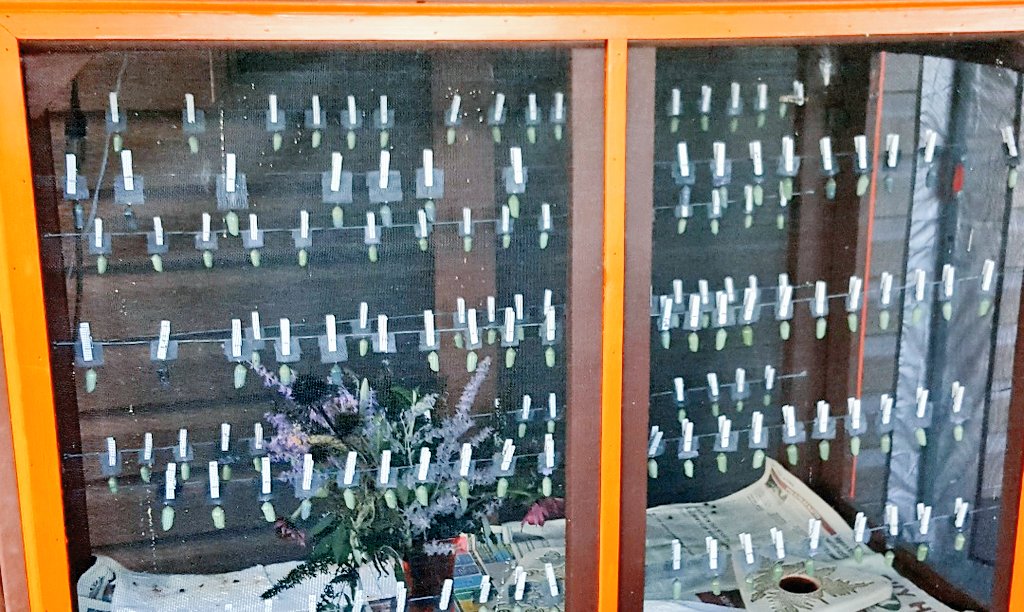 All tagged🦋 and off🍁 to Mexico🇲🇽. Safe journey!!!🤗🦋#Monarch #Butterfly🦋