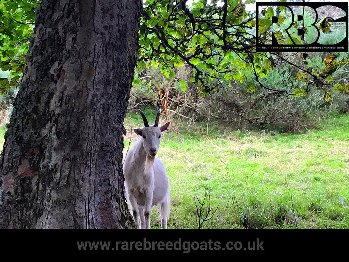RareBreedGoats's tweet photo. Marie thank you for the invite today and we wish you well with your new additions. #britishprimitivegoats #rarebreedgoats https://t.co/bCxJ6rfEly