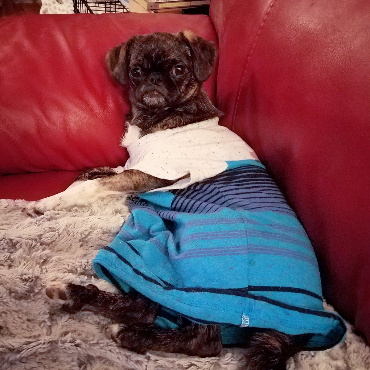 funaek's tweet photo. During Monkey's recovery, she's really mastered the art of lounging. #monkeyupdate https://t.co/1Mgxg85U6u