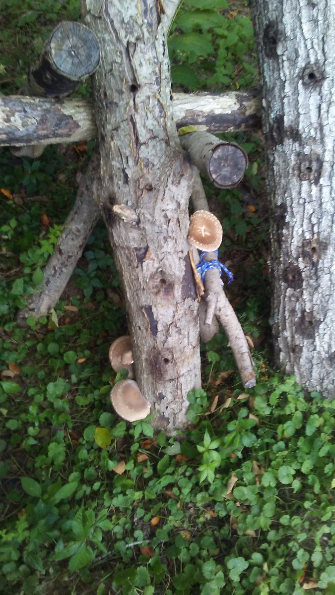 Shiitakes!