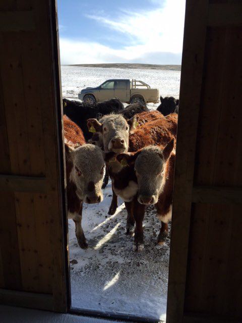NadiaKnight_FI's tweet photo. Let me in...it's cold out here #herefordcattle #cows #falklandfarming #farmerswife #winter @justin_westside https://t.co/sdJpmw6z6A