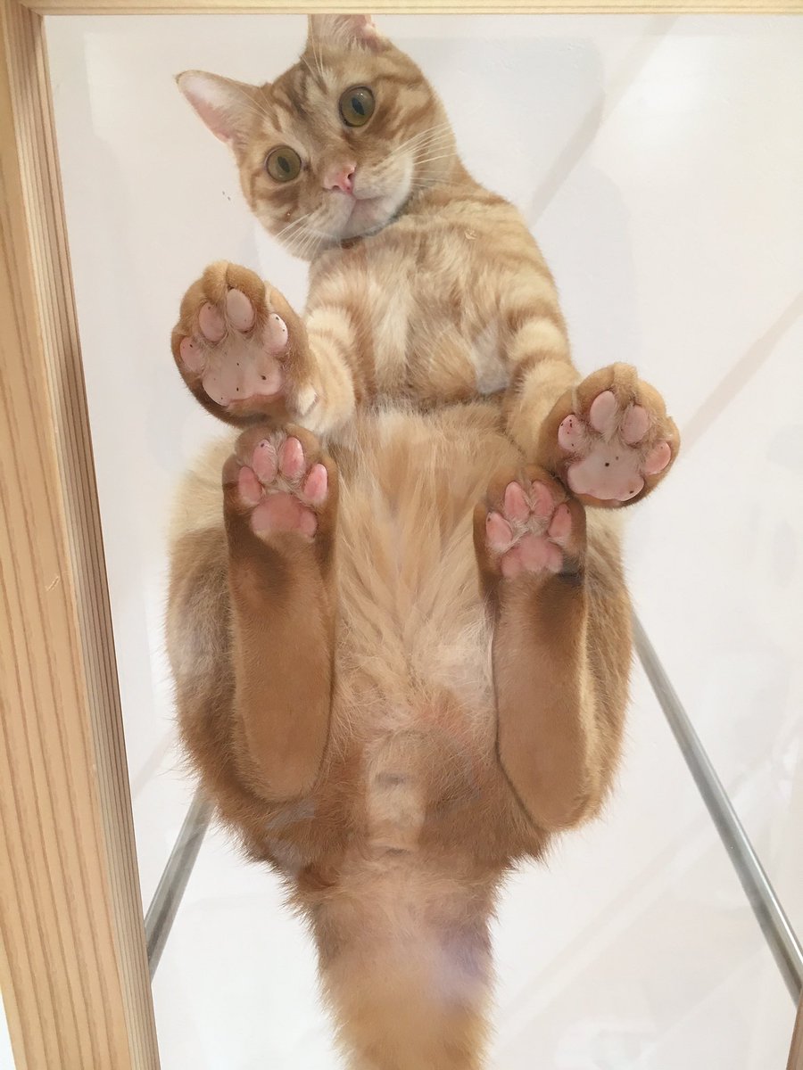 猫さんの香箱座りは下から見ても素晴らしい この揃い方は仕上がってる 前足が柔らかい Togetter