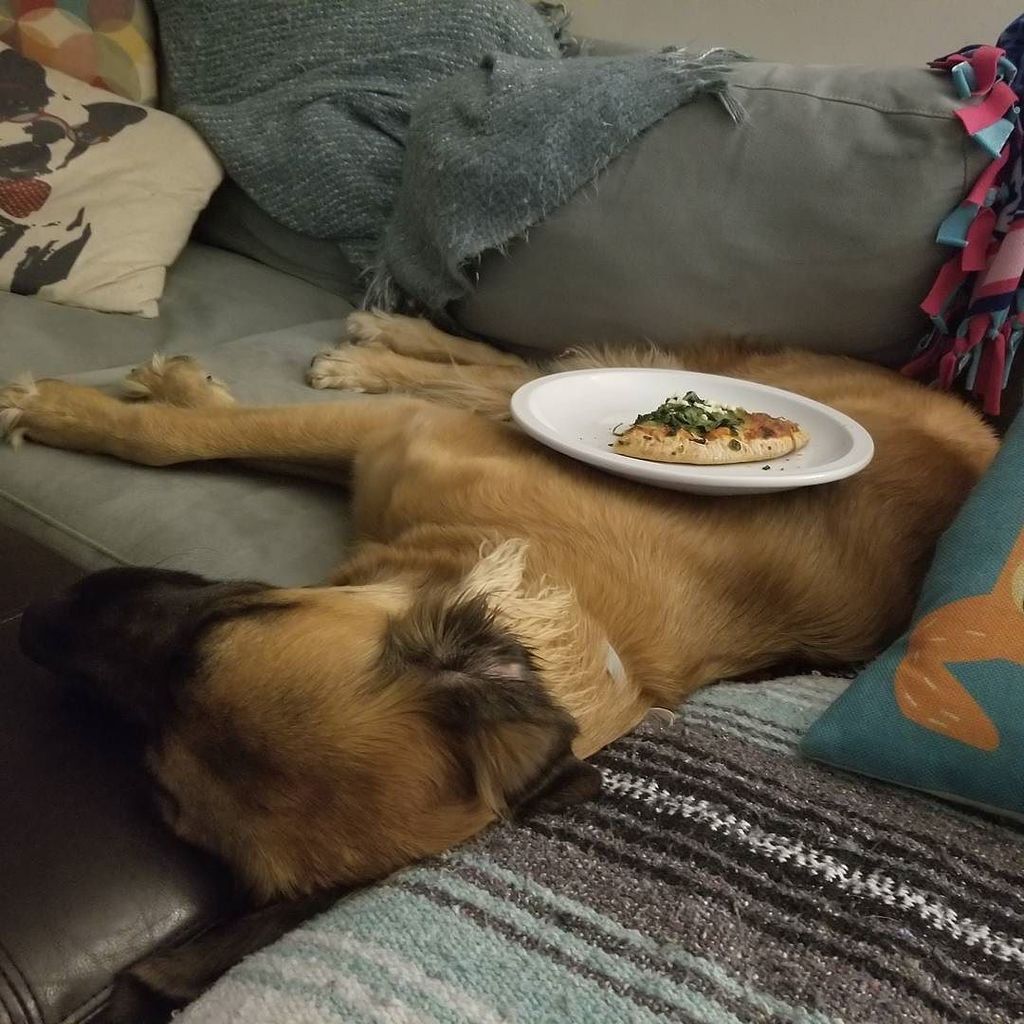 Julieanngrasso's tweet photo. Convenient table-dog, not for sale. #dogtable https://t.co/wrvM0x2glR https://t.co/fjW1eUm1en