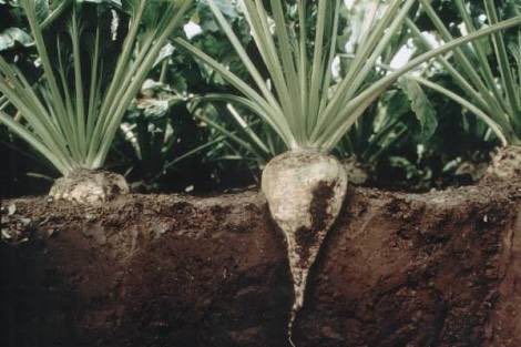 BrianBjvt9's tweet photo. Plantas C4
Remolacha azucarera 
Avena
@agorajavier https://t.co/Cd2RsDPq0K