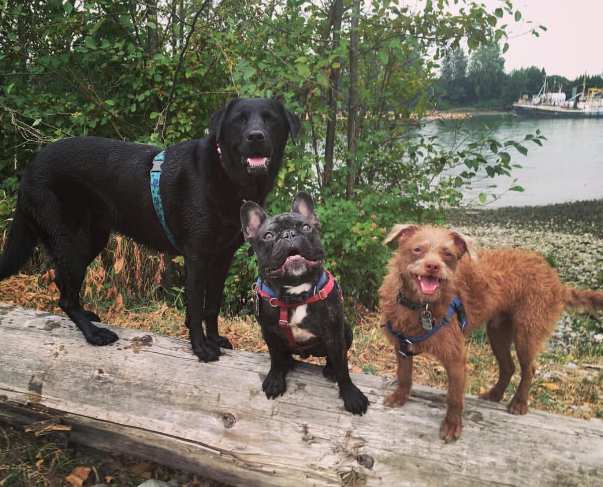 The three musketeers enjoying a family photo moment. #bestfriendsforever #bff