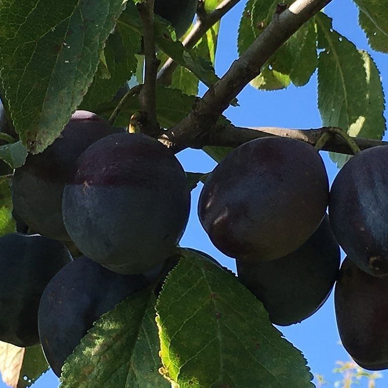 HealthFN's tweet photo. We cut the price on our #organic #plums after testing and having our customers find the price a little too high. T… https://t.co/tox0lRmf08 https://t.co/1sQBNQHVid