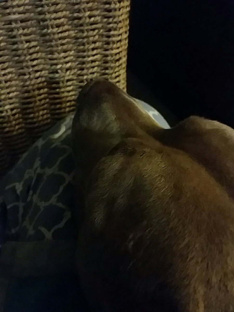 pit_trinity's tweet image. I tink mom needs to talk to #theman about me. I don't like to be grabbed