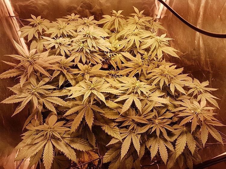 420storecl's tweet photo. 2 #ogblood 2 #raspberrycookies por #anónimo 🙀 #420seeds #highlife #cannabiscommunity #dank #420time #bestofbreed w… https://t.co/a8JjVov15s https://t.co/P6PUUpljl2