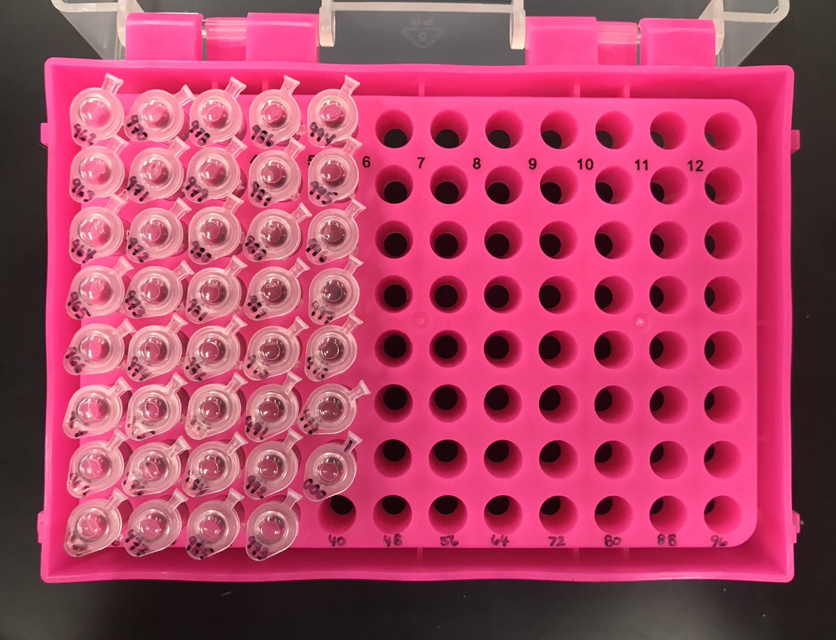 acrlackey's tweet photo. #AchievementUnlocked Recently numbered the 1000th fly pupa in each treatment. #PowellLab #WeAintStoppinNow https://t.co/LSn513IYMH