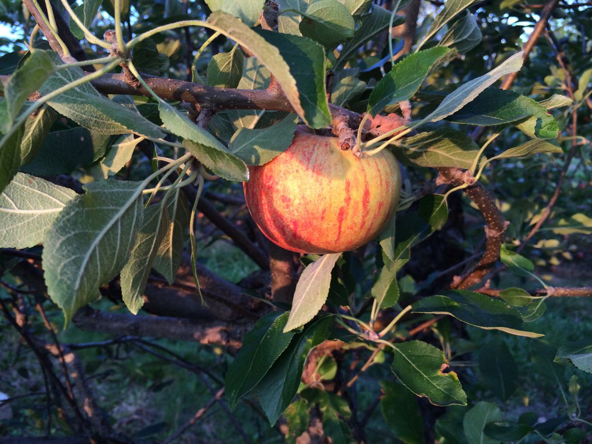 MidwestApple's tweet photo. Cox Orange Pippin-good this year, usually too hot here for quality-cleaned the trees today, picked most a week ago #varietychallenge @MAIA https://t.co/URxtkgdrox