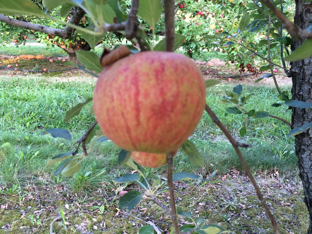 MidwestApple's tweet photo. Cox Orange Pippin-good this year, usually too hot here for quality-cleaned the trees today, picked most a week ago #varietychallenge @MAIA https://t.co/URxtkgdrox