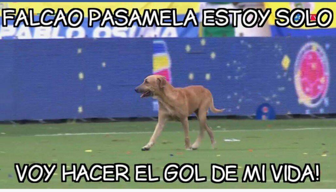 CaritoHerrera86's tweet photo. En Barranquilla encontremos a Firulays y busquemos un lindo hogar para el  @PerroQueSeMetio https://t.co/jiQL4f408G