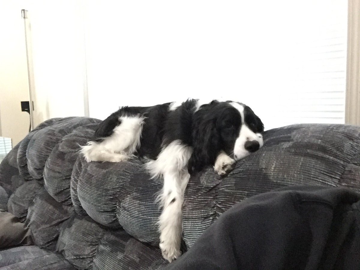 radams39's tweet photo. Traxxas napping on the couch #CTLovesPets https://t.co/EuDU3MESnj