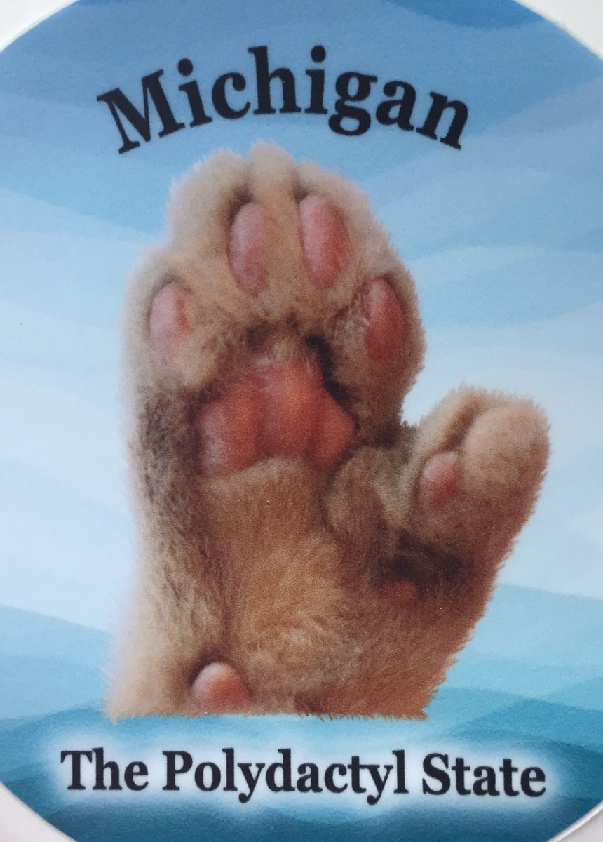 Catropolis (@catropolis14) on Twitter photo 