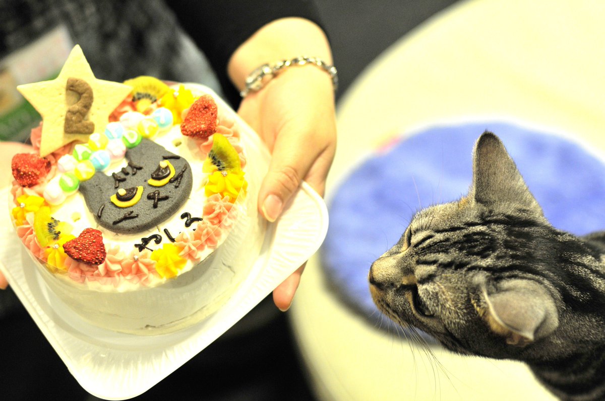 猫カフェ きゃりこ やしろへ頂いたbdケーキは猫ちゃん用の食べられるケーキでした しかし2才をお祝いするメインの星型クッキーは ピピちゃんが強奪してしまいました
