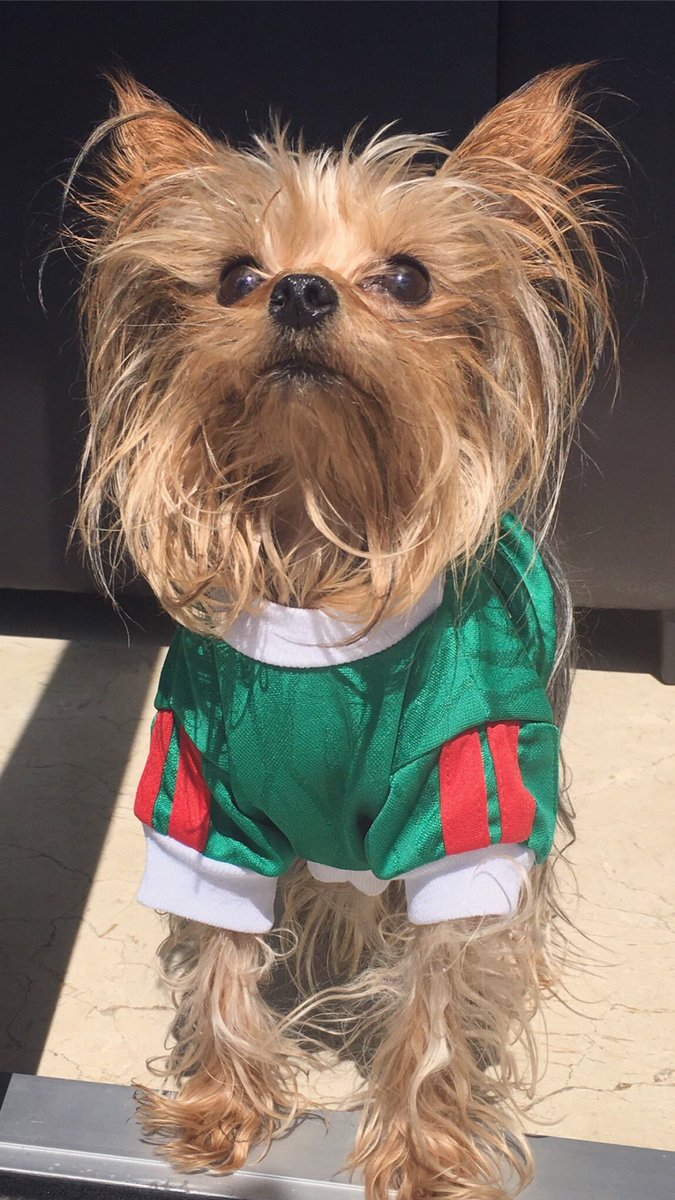 _veronicamontes's tweet photo. Vamos México!!! #PonteLaVerde #Mexico #minimontes #veronicamontes https://t.co/ZyYt5kKmM4