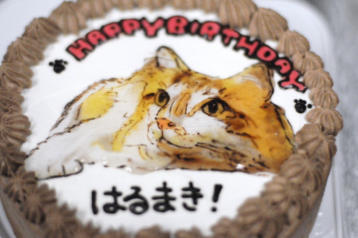 猫カフェ きゃりこ やしろへ頂いたbdケーキは猫ちゃん用の食べられるケーキでした しかし2才をお祝いするメインの星型クッキーは ピピちゃんが強奪してしまいました