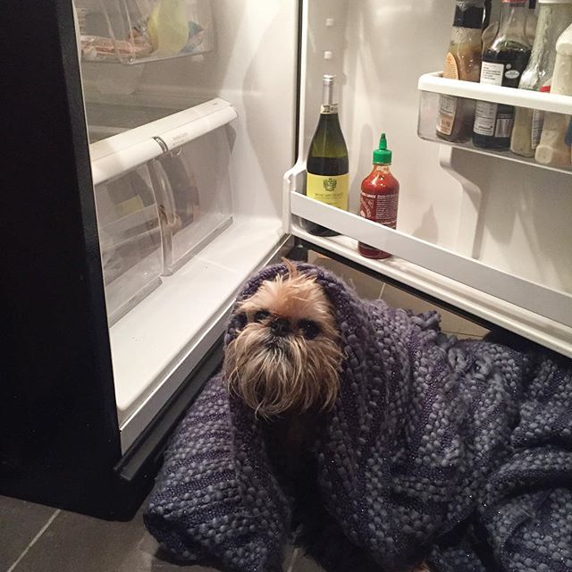 barkbox's tweet photo. You know there's nothing in the fridge but you check anyway. #LiterallyThatsYou https://t.co/dMyco9EwC0