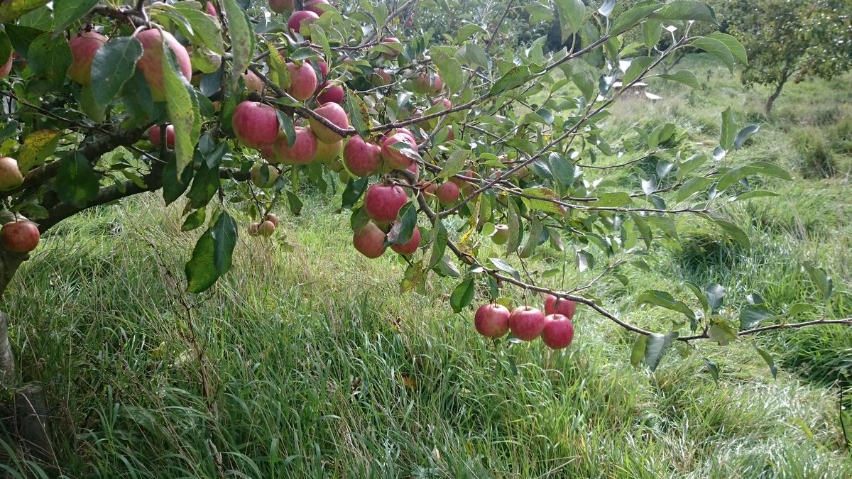 CommonCauseCoop's tweet photo. Here at Ringmer Community Orchard ready to welcome two groups this morning - these are Falstaff https://t.co/st445KN6CE