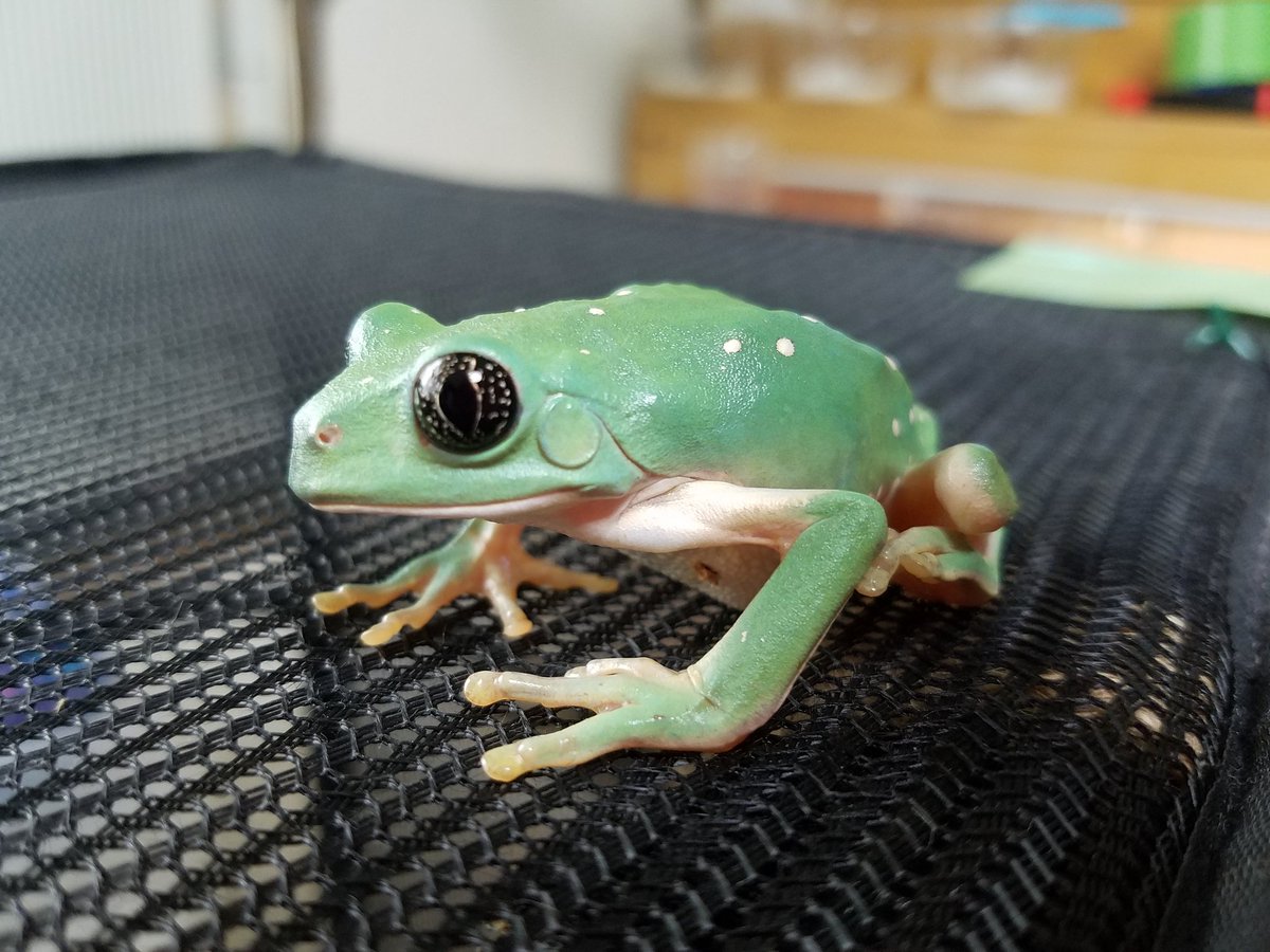 Cherie U シェリーユー 京都本店 メキシコ フトアマガエル 目の中 お星様 キラキラ キュート 販売中 残ったらブリード シェリーユー Cherie U シェリーユー 京都本店 メキシコ フトアマガエル 目の中 お星様 キラキラ キュート 販売中 残ったらブリード シェリーユー