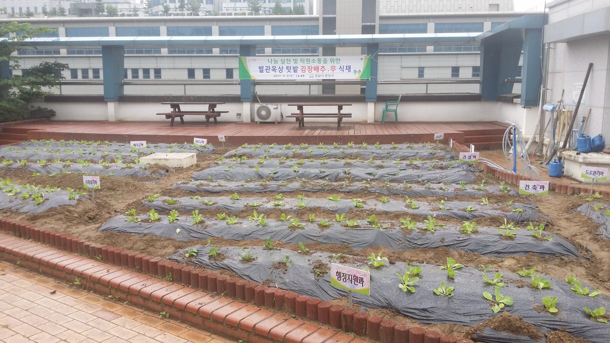 분당구청 별관 옥상 텃밭에 김장용 배추, 무를
식재했습니다. 구청 과 직원분들이 식재하다보니 많은 양을 금방 다 했네요. ^^
비가 왔지만 다들 하하호호 웃으며 소통의 시간이였습니다. 비가 잔잔하게 내려 배추, 무들이 잘 자랄것 같네요. ^^ #성남시