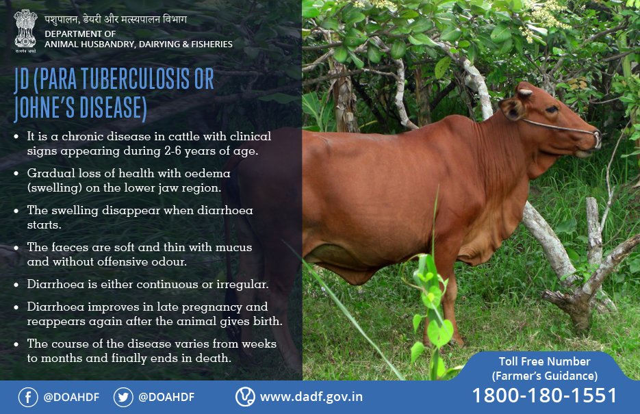 Dept of Animal Husbandry & Dairying, Min of FAH&D в Twitter: „Know about the symptoms of animal #disease JD (Para Tuberculosis or Jonhne's Disease) # animals #cattle #health #DADFIndia /k2TBrZDolW“ / Twitter Dept of Animal Husbandry & Dairying, Min of FAH&D в Twitter: „Know about the symptoms of animal #disease JD (Para Tuberculosis or Jonhne's Disease) # animals #cattle #health #DADFIndia /k2TBrZDolW“ / Twitter