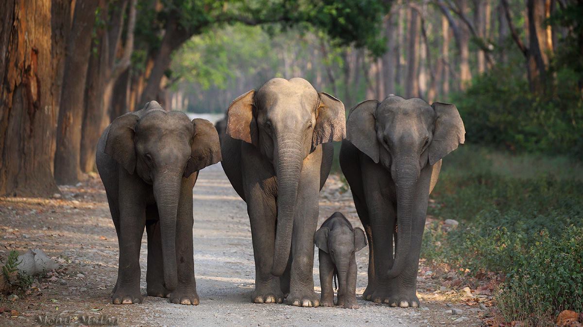 Wildlywise's tweet photo. My kind of speed breaker :) #elephant #jungle #Corbett https://t.co/1Lg1MVz3LE