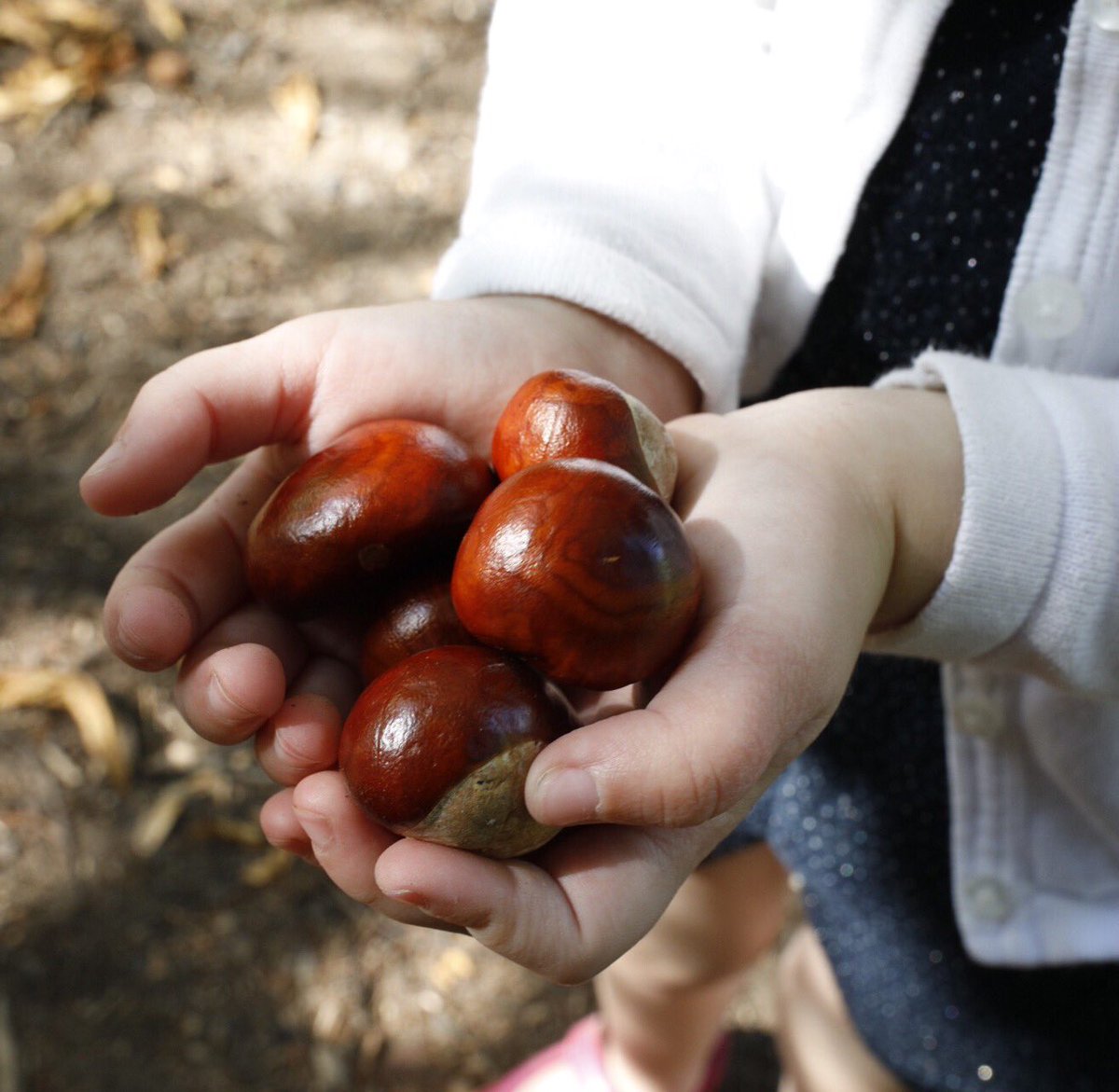LifeLittleToes's tweet image. Is it that time of year already??? #autumn #conkers #pblogger #mplogger