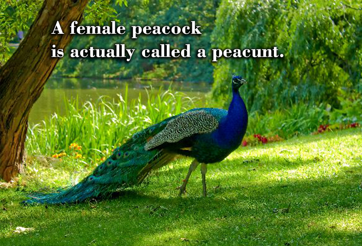_Reality_Facts_'s tweet photo. #DidYouKnow A female peacock is actually called a peacunt.
#realfact #reality #fact  #RealityFacts #truth #peacock https://t.co/8qOiLmB7HT
