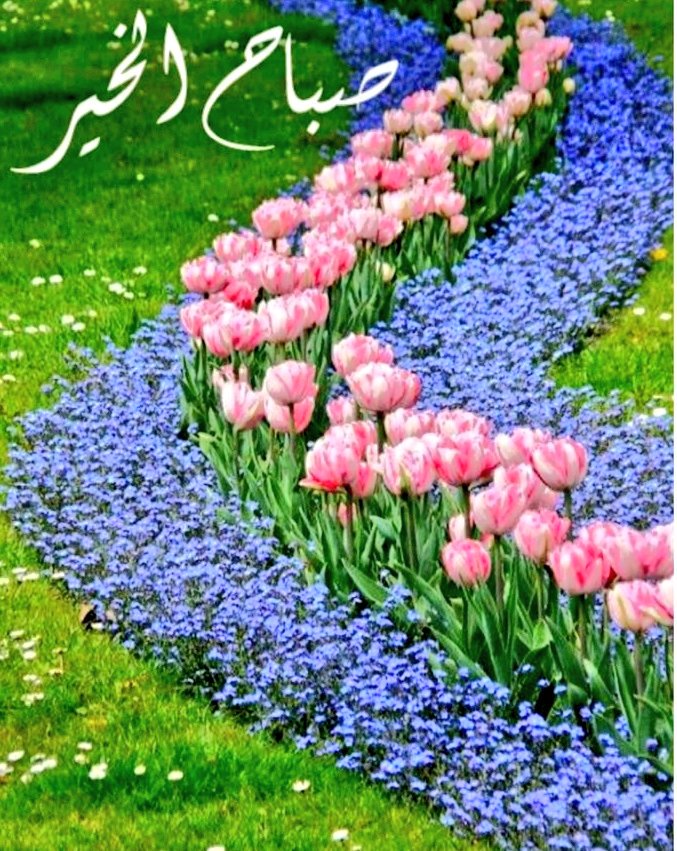 George Fakhoury A Twitter صباحك نور وسعادة وسرور وورد عطر منثور صباح النجاح والتوفيق