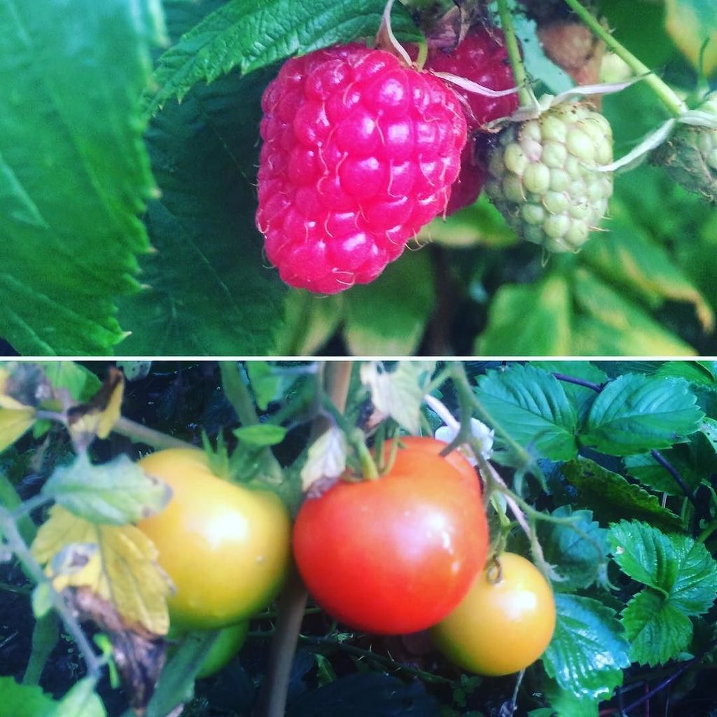The raspberries and tomatoes 🍅 are coming along nicely 😋#HealthyHerts ift.tt/2wERuy2