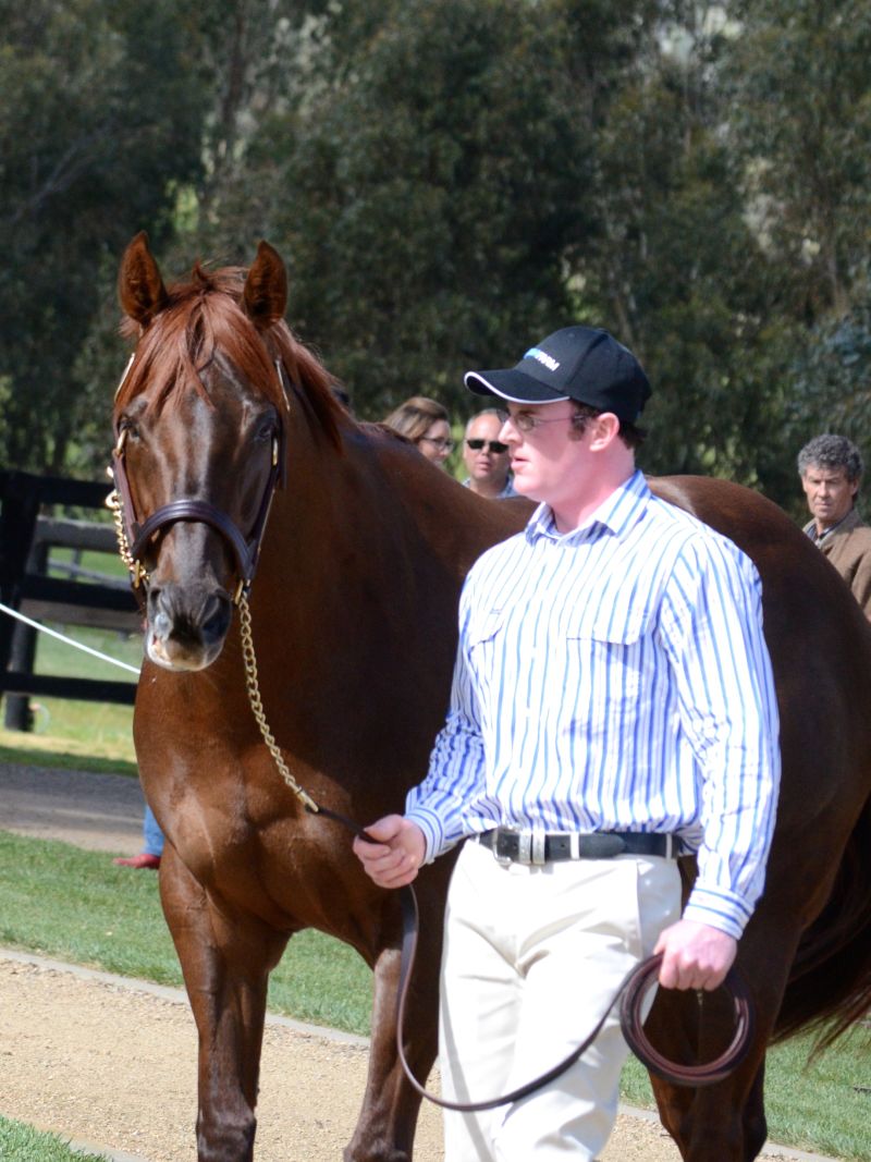 TBV (@vicbreeders) on Twitter photo Kelly Schweida's 4YO DOUBLE SUPERLATIVE, a son of <a href="/BlueGumFarm/">Blue Gum Farm</a> sire TURFFONTEIN (pic), won today at Ipswich Kelly Schweida's 4YO DOUBLE SUPERLATIVE, a son of <a href="/BlueGumFarm/">Blue Gum Farm</a> sire TURFFONTEIN (pic), won today at Ipswich