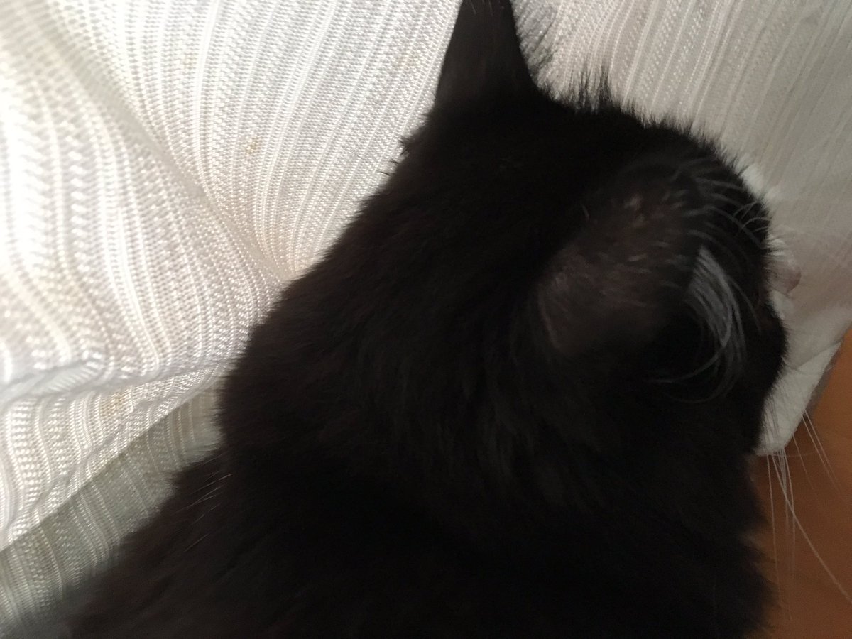 メルモとにーちょす على تويتر 黒の日ということなので黒い尻尾とお耳をパシャ 黒の日 黒猫の日 猫好きさんと繋がりたい 猫のいる生活 猫のいる暮らし 相互フォロー フォロオバー 愛媛県 松山市 保護猫 かわいい猫 白黒猫 ハチワレ はちわれ 鍵尾 鍵