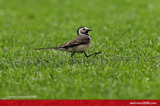 Посмотреть изображение в Твиттере