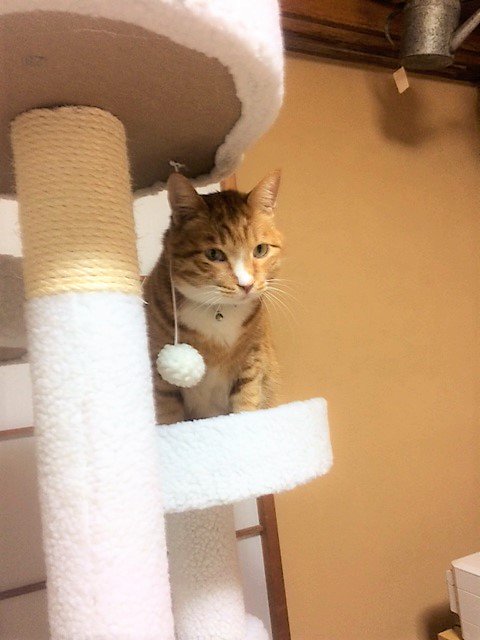 ilbo_taro's tweet photo. 雨の日はお部屋で遊ぶ❣️
お留守番もへっちゃら(^_-)-☆
 #ilbo #お留守番 #ねこ #猫好きさんと繋がりたい https://t.co/ofj545zLyQ