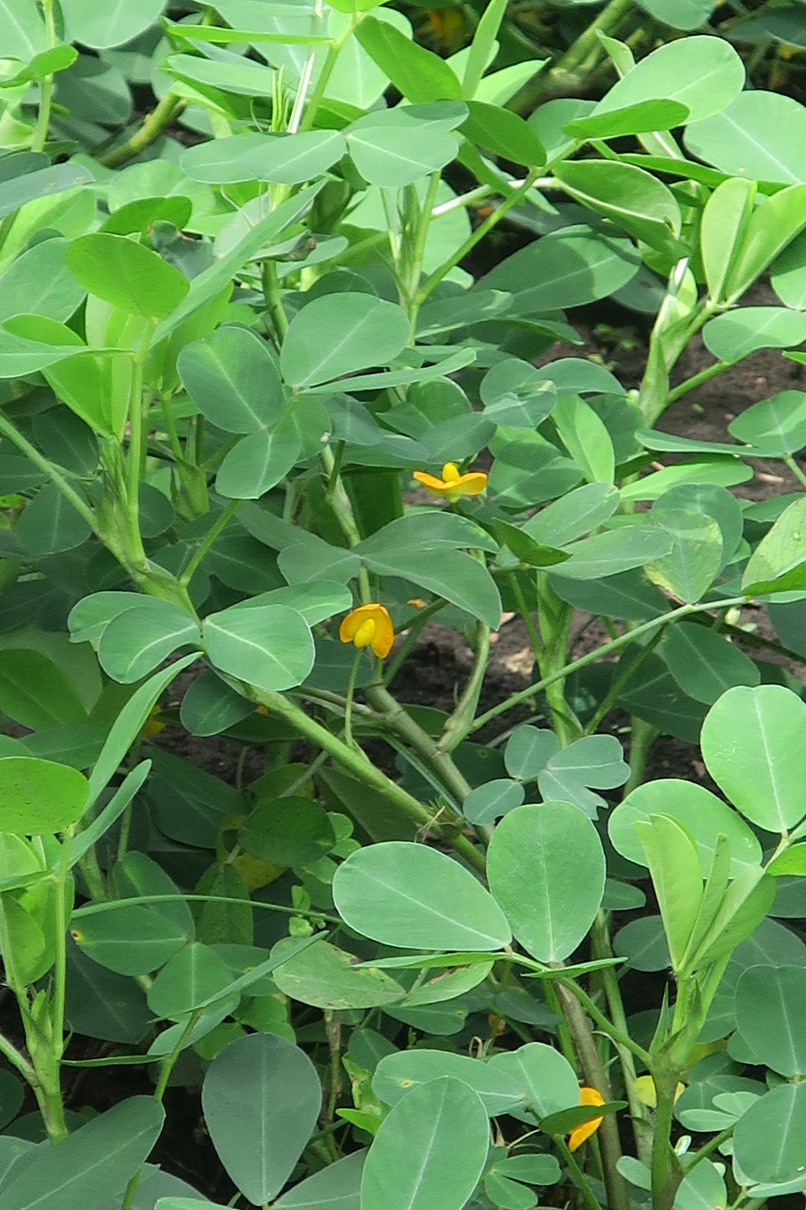 神代植物公園 ニュース スタッフより 広報 うりうり畑ではヘチマなどウリ科の植物や色々な作物を育てています そのひとつ 開花中のラッカセイ 一ヶ月前 と 子房柄という部分が下に伸び胚珠を土中に埋めていく 現在の様子です 畑の縁取り